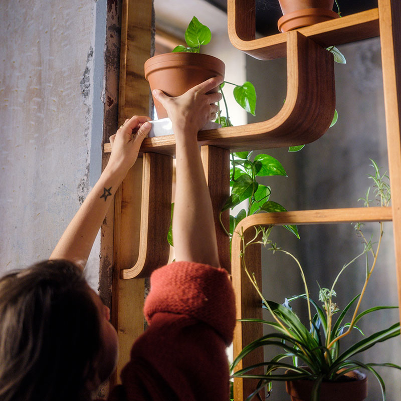 a shelf with plants 